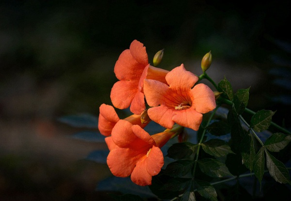 1633761818497380.jpg image.jpg