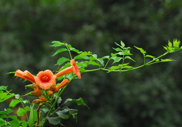 1633761831774608.jpg image.jpg