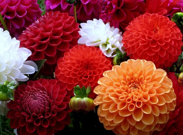 1633762269400144.jpg image.jpg