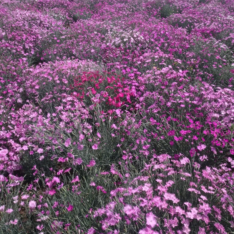 五彩石竹 五彩石竹