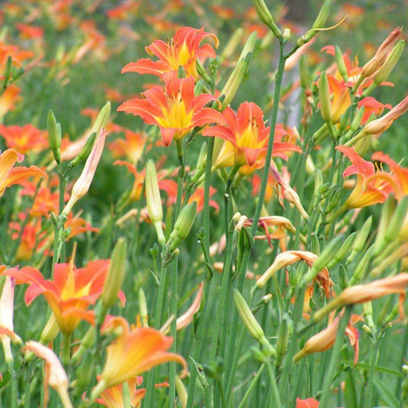 1633957428167068.jpg 2b02fbba2d64e3f2a699945fdc1d10b1_1587980557175427.jpg