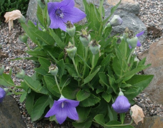 1634108508819467.jpg image.jpg