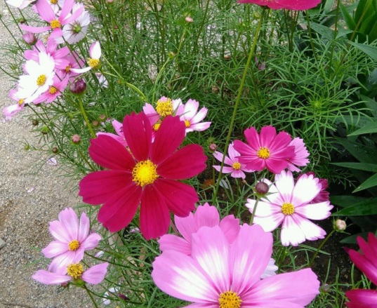 1634108719419527.jpg image.jpg