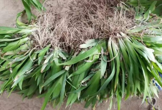 1634109343884143.jpg image.jpg