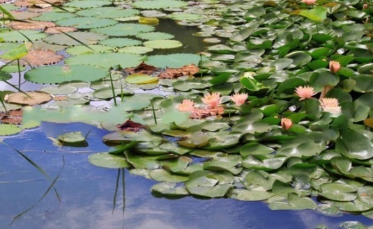 1634110884733346.jpg image.jpg