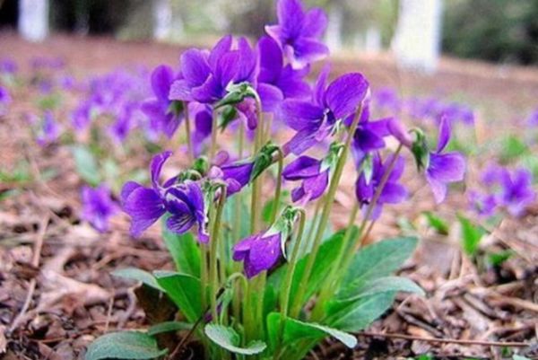 紫花地丁 紫花地丁