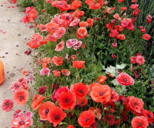 1634193510684516.jpg image.jpg