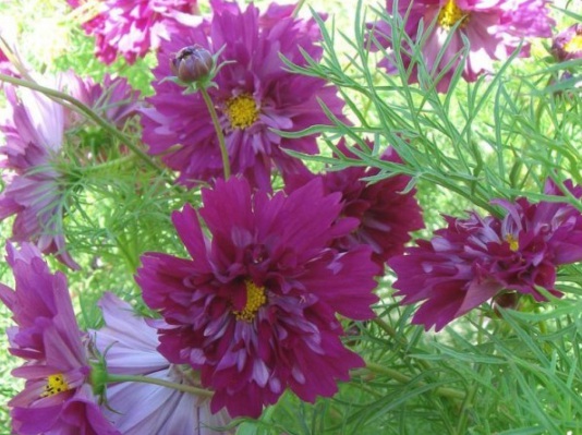 1634194619387190.jpg image.jpg