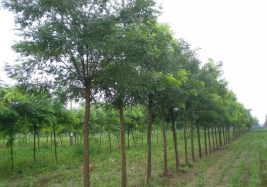 1634194993768006.jpg image.jpg