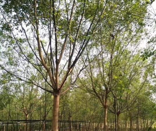 1634195014474345.jpg image.jpg