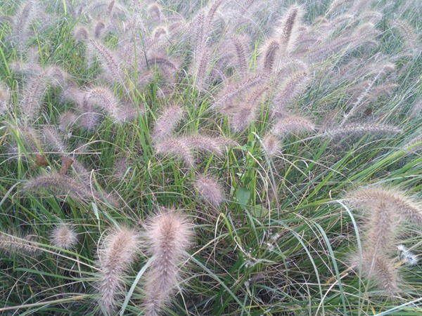 1634305269803173.jpg bb2f37f83ad55728a0174cfdebf6d283_cfea9b154baeebb79db7fa01a217ef73.jpg