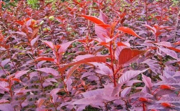 1634464675569206.jpg 圖片.jpg