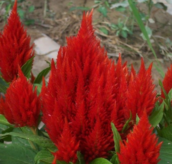 1576050739799744.jpg 1576050739799744.jpg