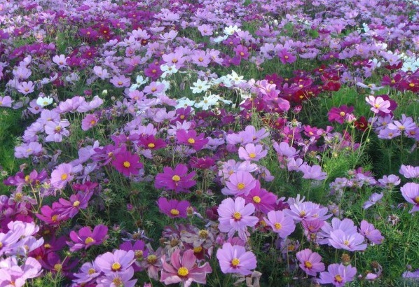 1634465947504654.jpg 圖片.jpg