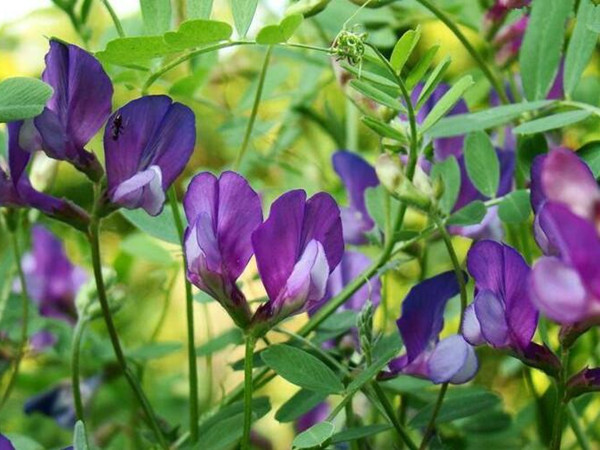 紫花苜蓿 紫花苜蓿