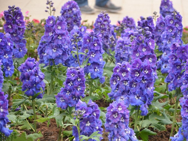 大花飛燕草 大花飛燕草