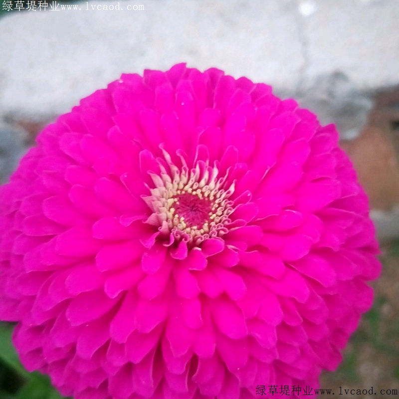 1634735832955331.jpg a6d2bdc9f538a54e872b83d218697274_1584950821569703.jpg