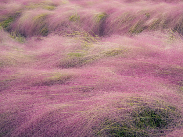 粉黛亂子草開花要求 粉黛亂子草開花要求