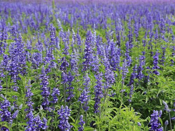 鼠尾草多久才能開(kāi)花 鼠尾草多久才能開(kāi)花
