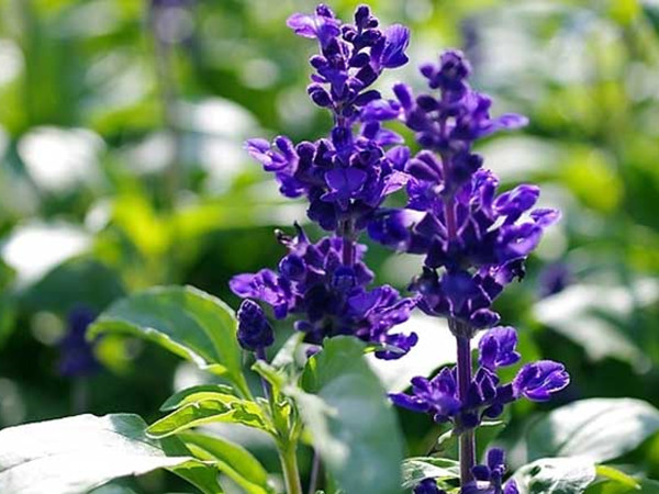 鼠尾草多久才能開(kāi)花 鼠尾草多久才能開(kāi)花