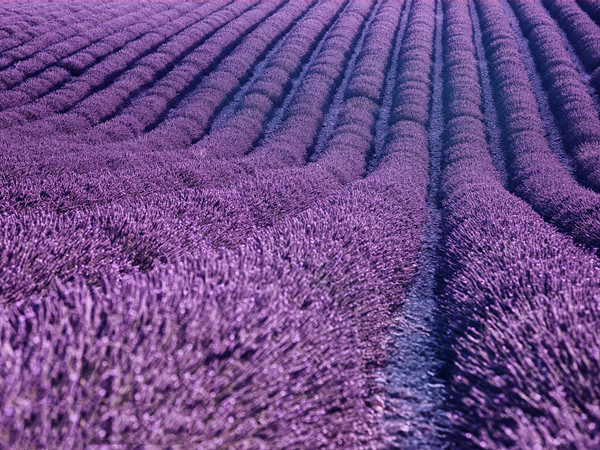 薰衣草