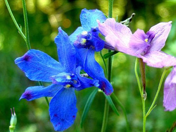 長江流域冬天開的草花