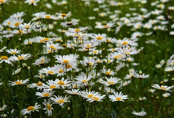 1634779695205913.jpg image.jpg