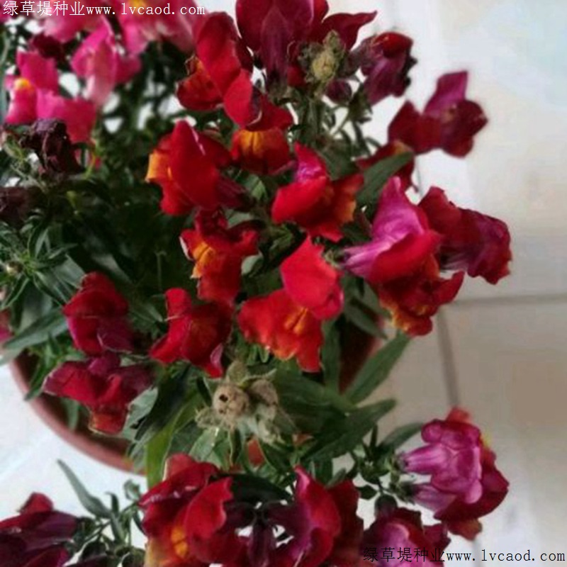 1634785875914550.jpg d406a5da80b446f617cb9e304750a37d_1585646462637872.jpg