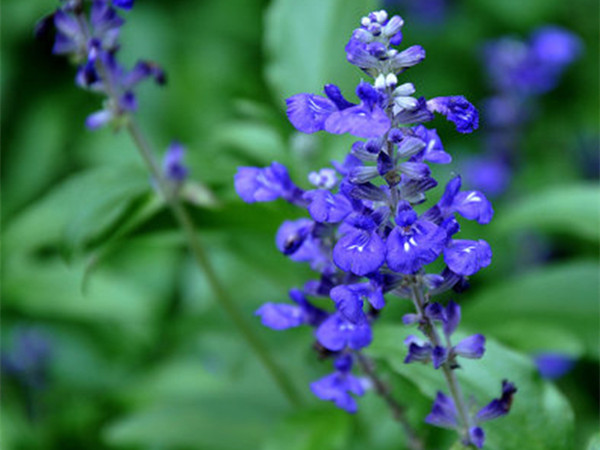 藍花鼠尾草開花能開多久 藍花鼠尾草開花能開多久