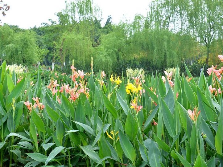 1635086895575075.jpg 美人蕉1.jpg