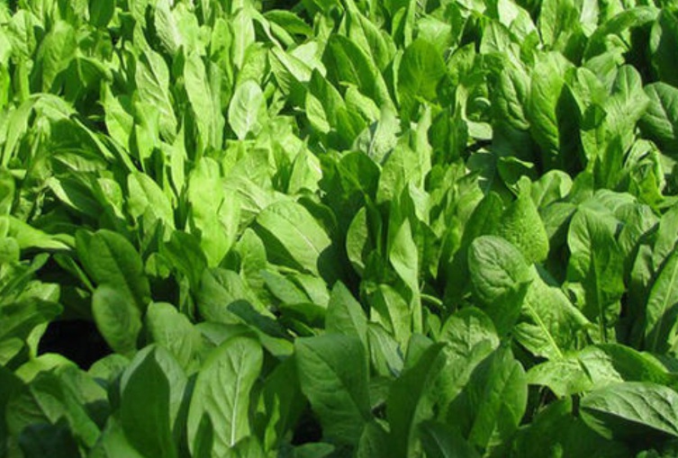 1635087455439340.jpg 1635087455439340.jpg