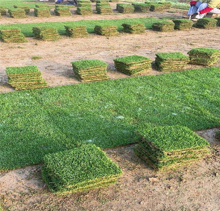 結(jié)縷草 結(jié)縷草