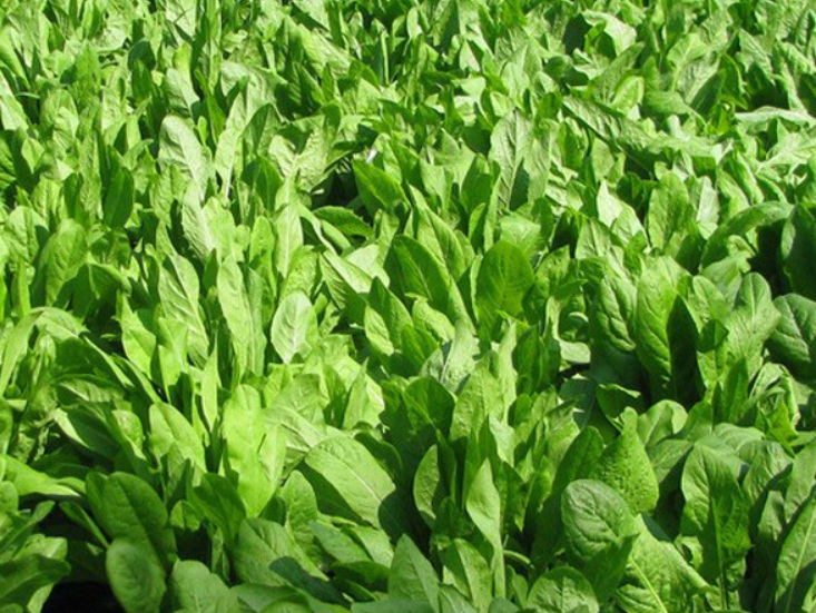 1635578333292182.jpg 1635578333292182.jpg