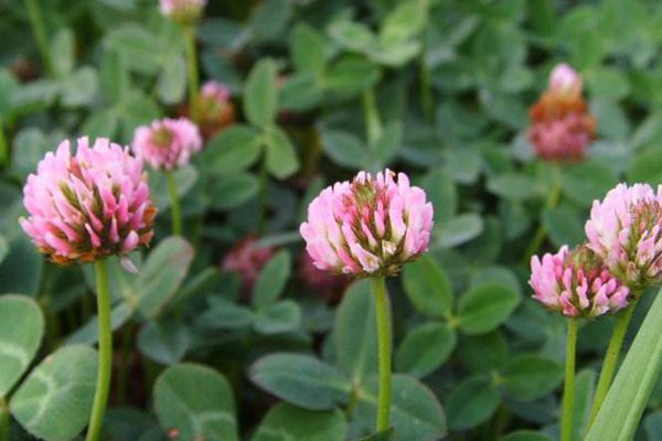 三葉草 三葉草