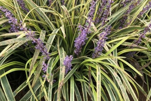 金邊麥冬 金邊麥冬