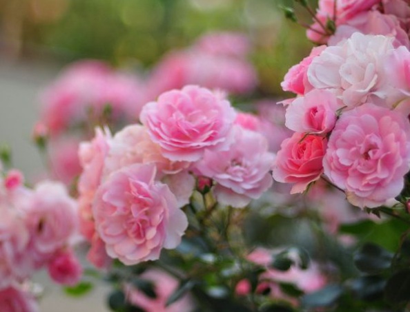 1635827779615271.jpg image.jpg