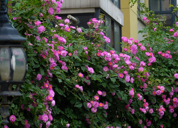 1635827789539003.jpg image.jpg