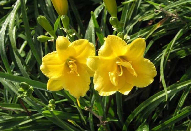 金娃娃萱草 金娃娃萱草