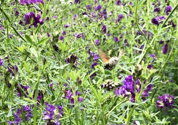 1635909963788842.jpg image.jpg