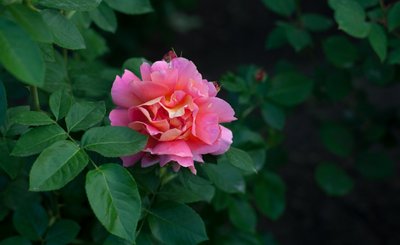 1635938968255521.jpg 1635938968255521.jpg