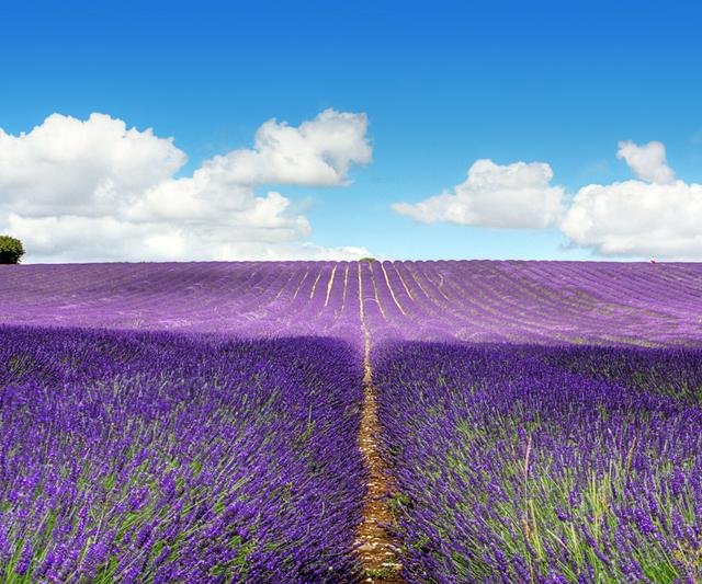 養好薰衣草的四個種植栽培要點