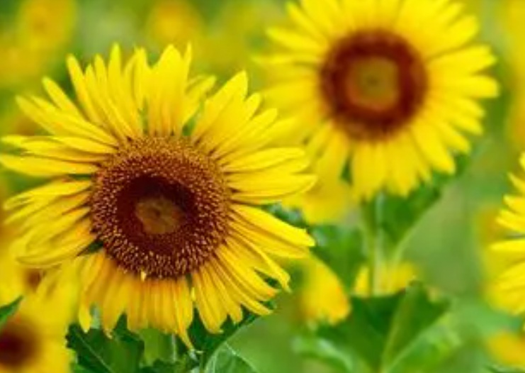 1636120459167719.jpg 1.jpg