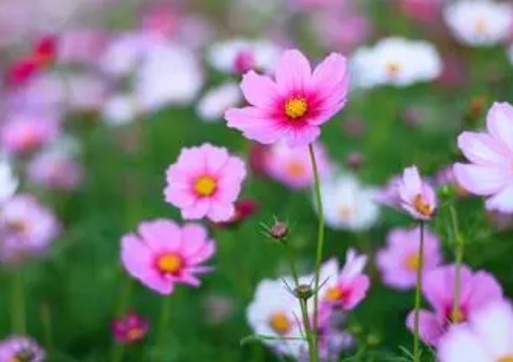 1636277619323815.jpg 1636277619323815.jpg