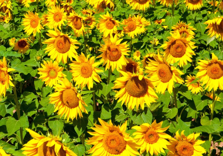 1636285376725722.jpg 1636285376725722.jpg