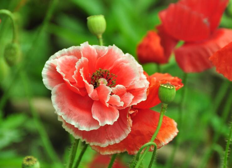 1636621813202036.jpg 虞美人1.jpg