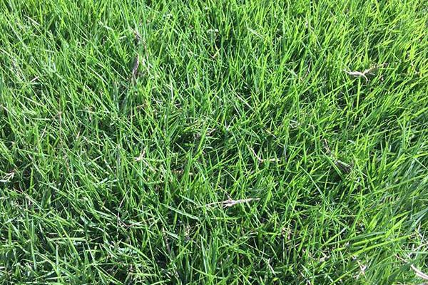 矮生百慕大 矮生百慕大