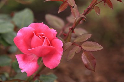 1636708832948015.jpg 1636708832948015.jpg