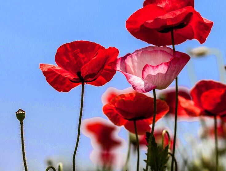 1636964248391090.jpg 1636964248391090.jpg