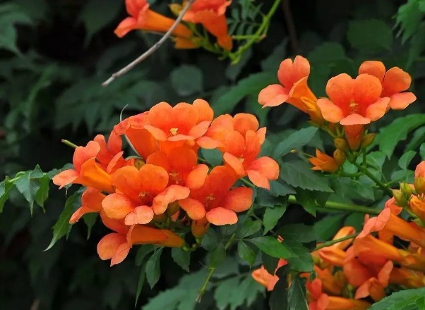 1636977787191745.jpg image.jpg