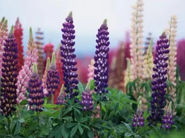 1636977892465015.jpg image.jpg